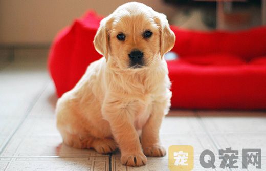 小金毛拉稀怎么辦？